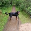 Gassi